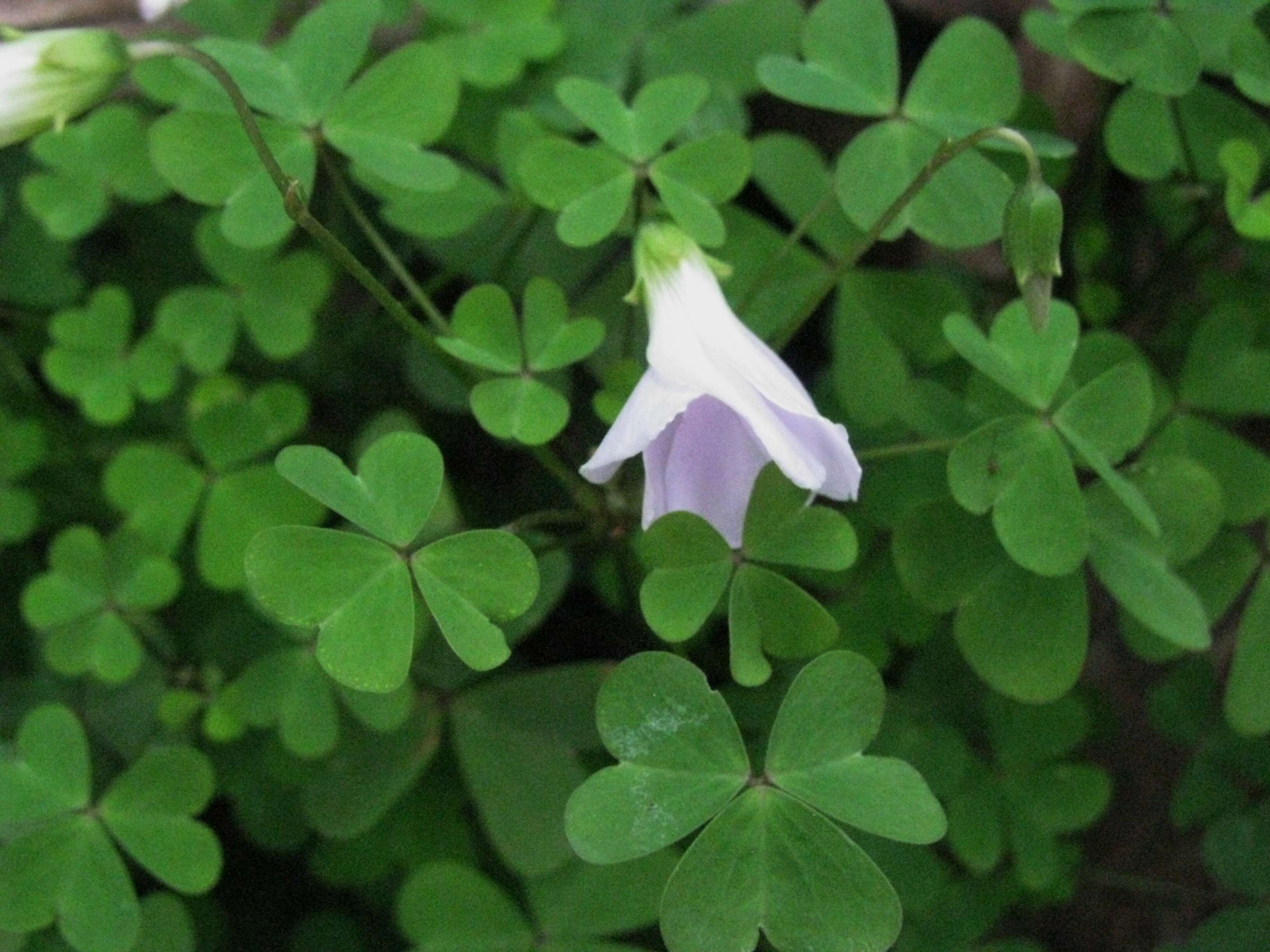 Image of Pink Sorrel