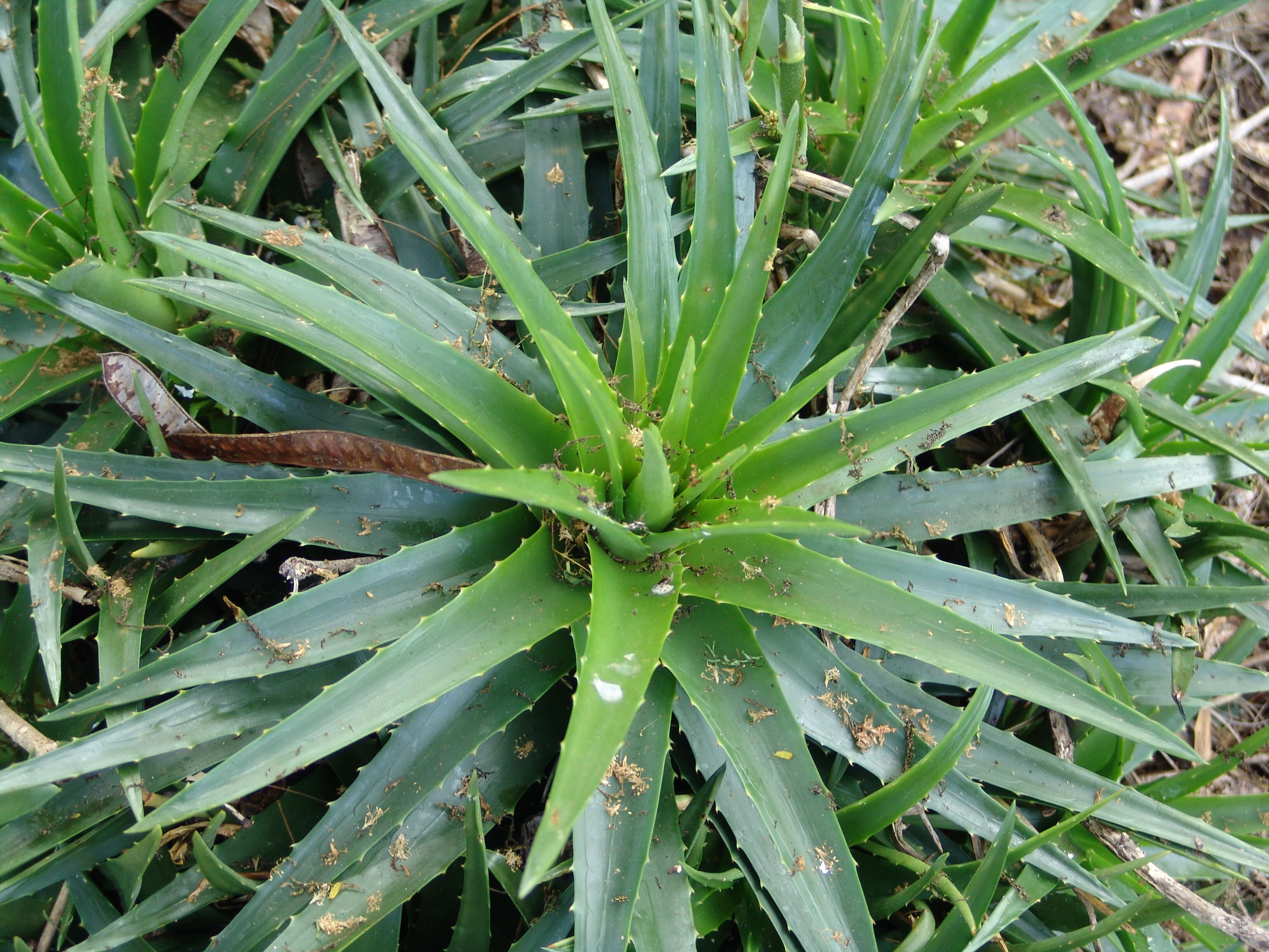 Image of dyckia