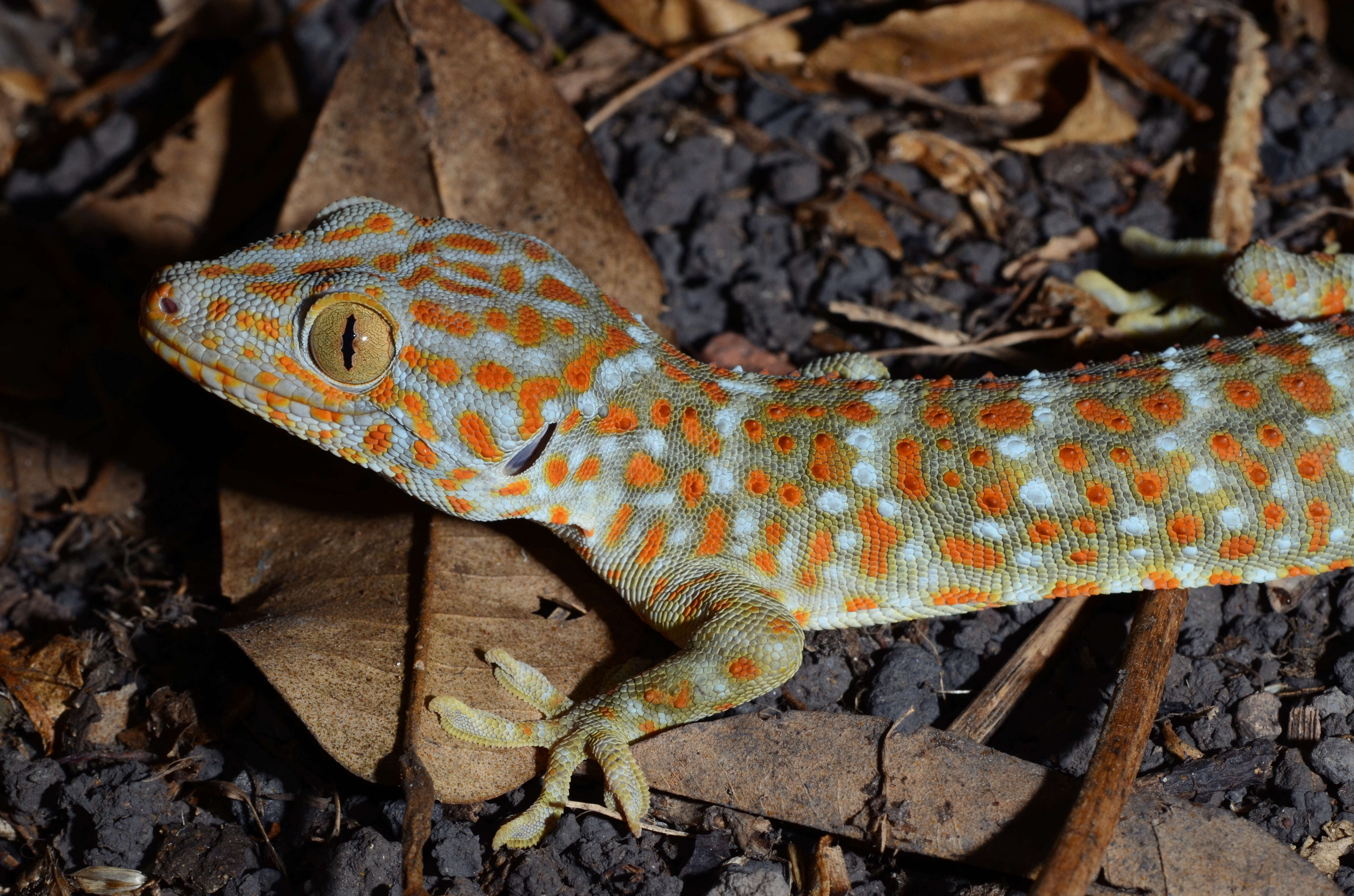 Sivun Gekko gecko (Linnaeus 1758) kuva