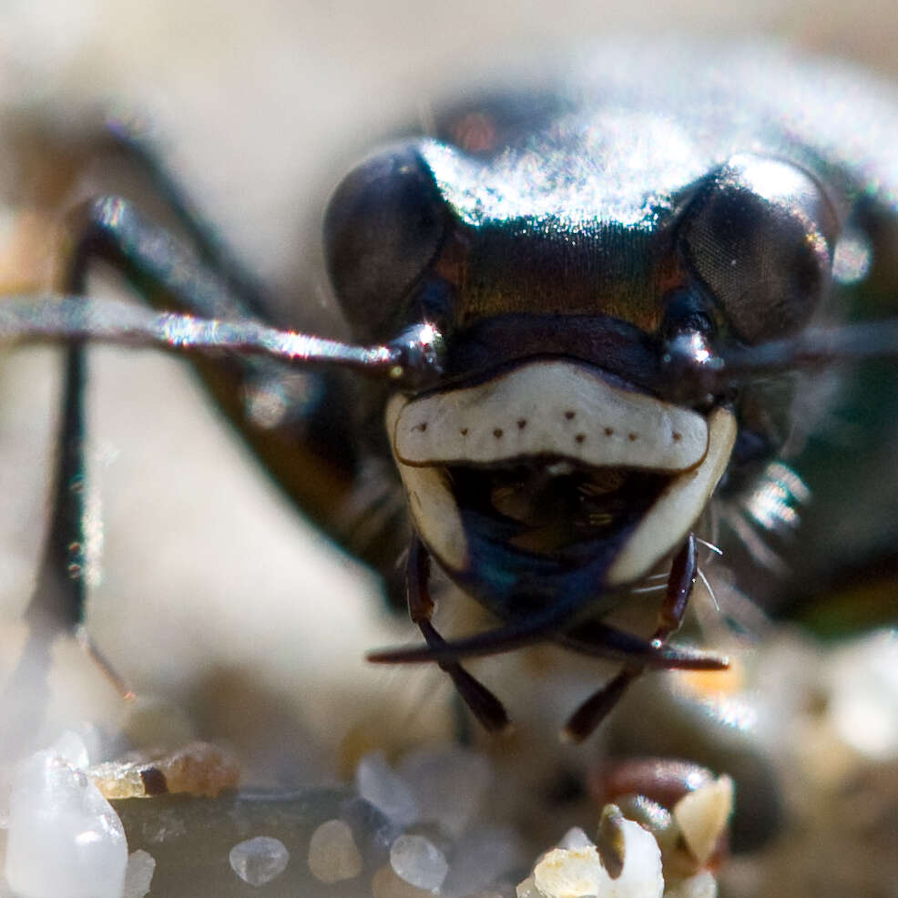 Plancia ëd Cicindela (Cicindela) oregona Le Conte 1856