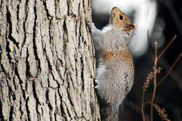 Image of Sciurus subgen. Sciurus Linnaeus 1758