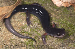 Plethodon shermani Stejneger 1906 resmi