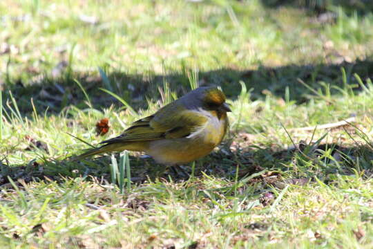 Image of Cape Canary