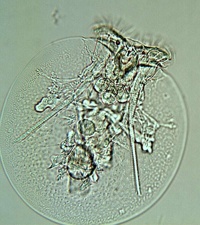 Image of turtle rotifer