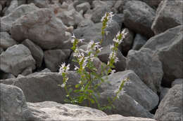 Image of Clinopodium album (Waldst. & Kit.)