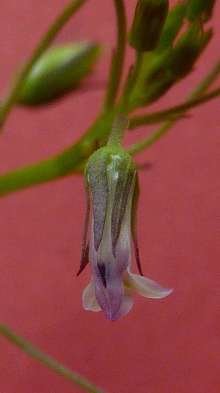 Image de Lobelia xalapensis Kunth