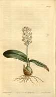 Image of Lachenalia pallida Aiton