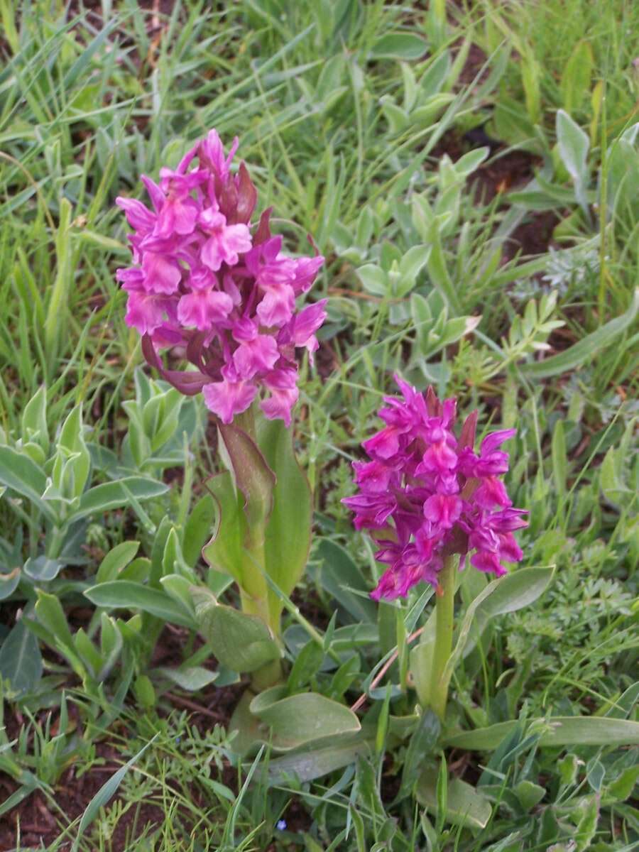 Image of Elder-flowered orchid