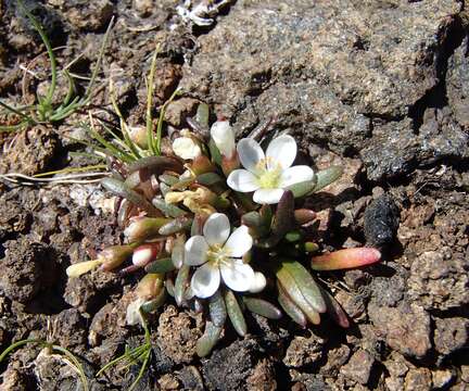 Montia australasica (Hook. fil.) Pax & K. Hoffm. resmi