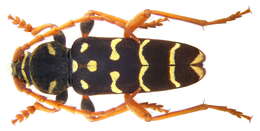 Image of Plagionotus