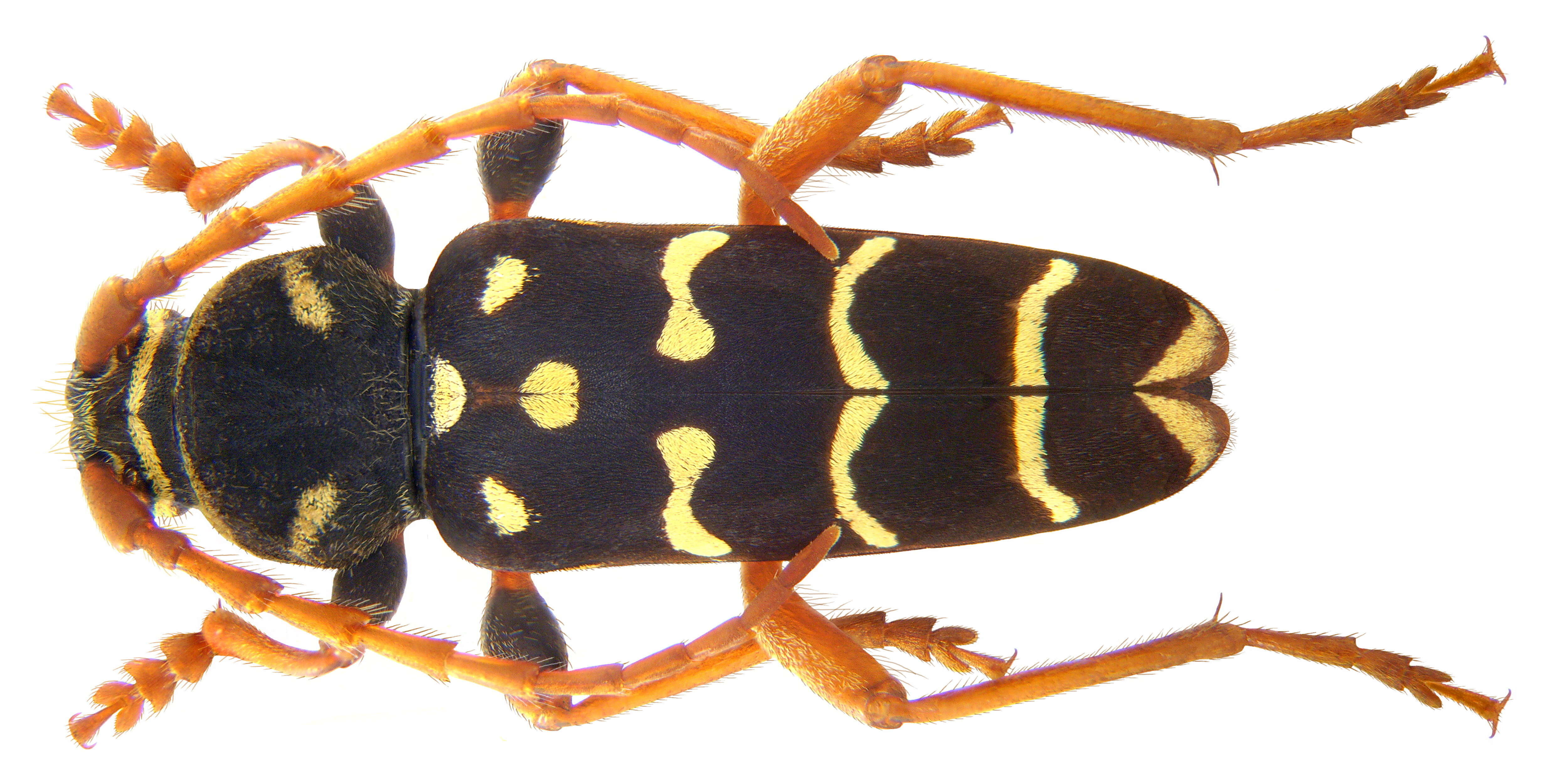 Image of Plagionotus arcuatus (Linné 1758)