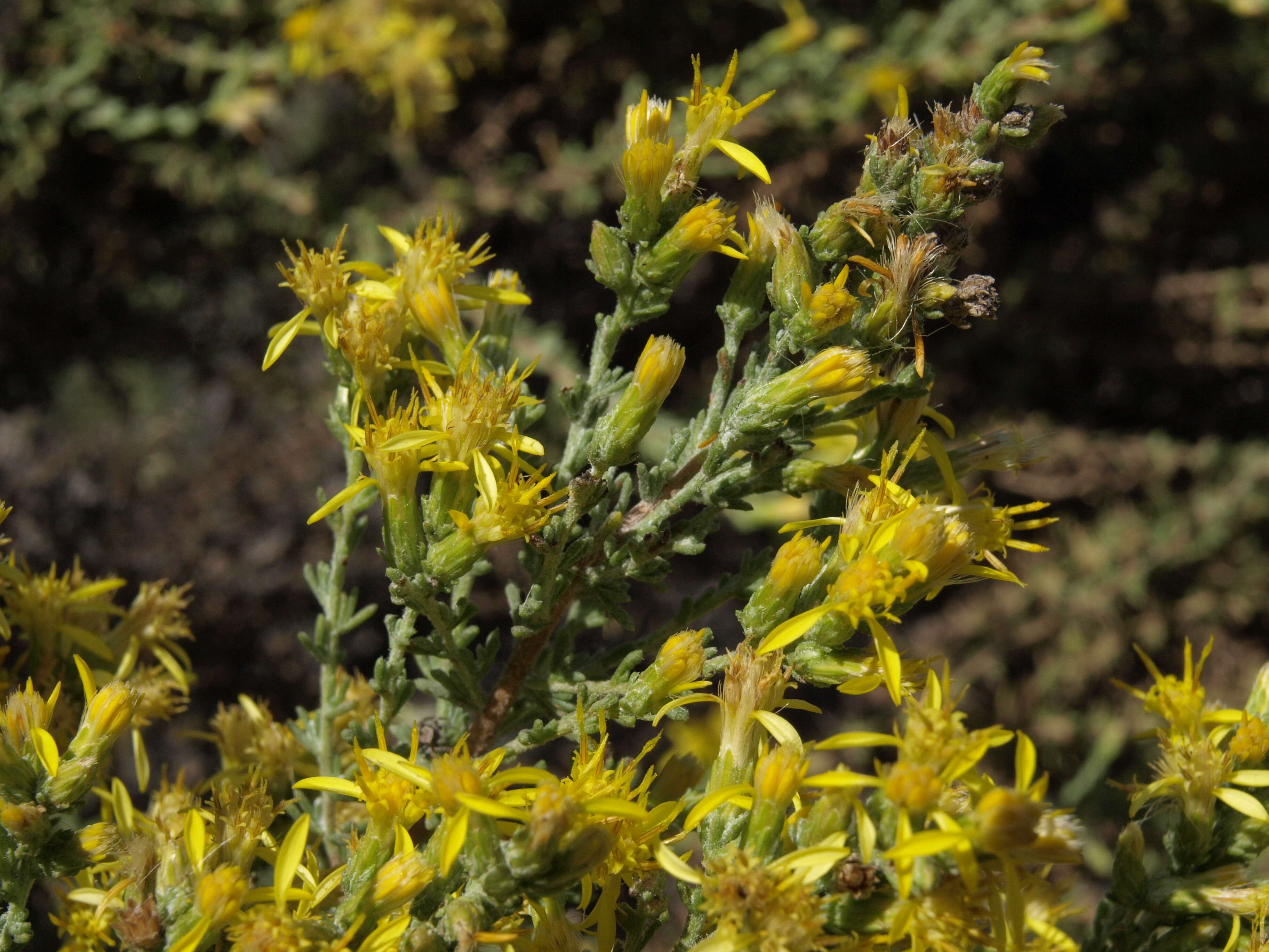 Image of California goldenbush