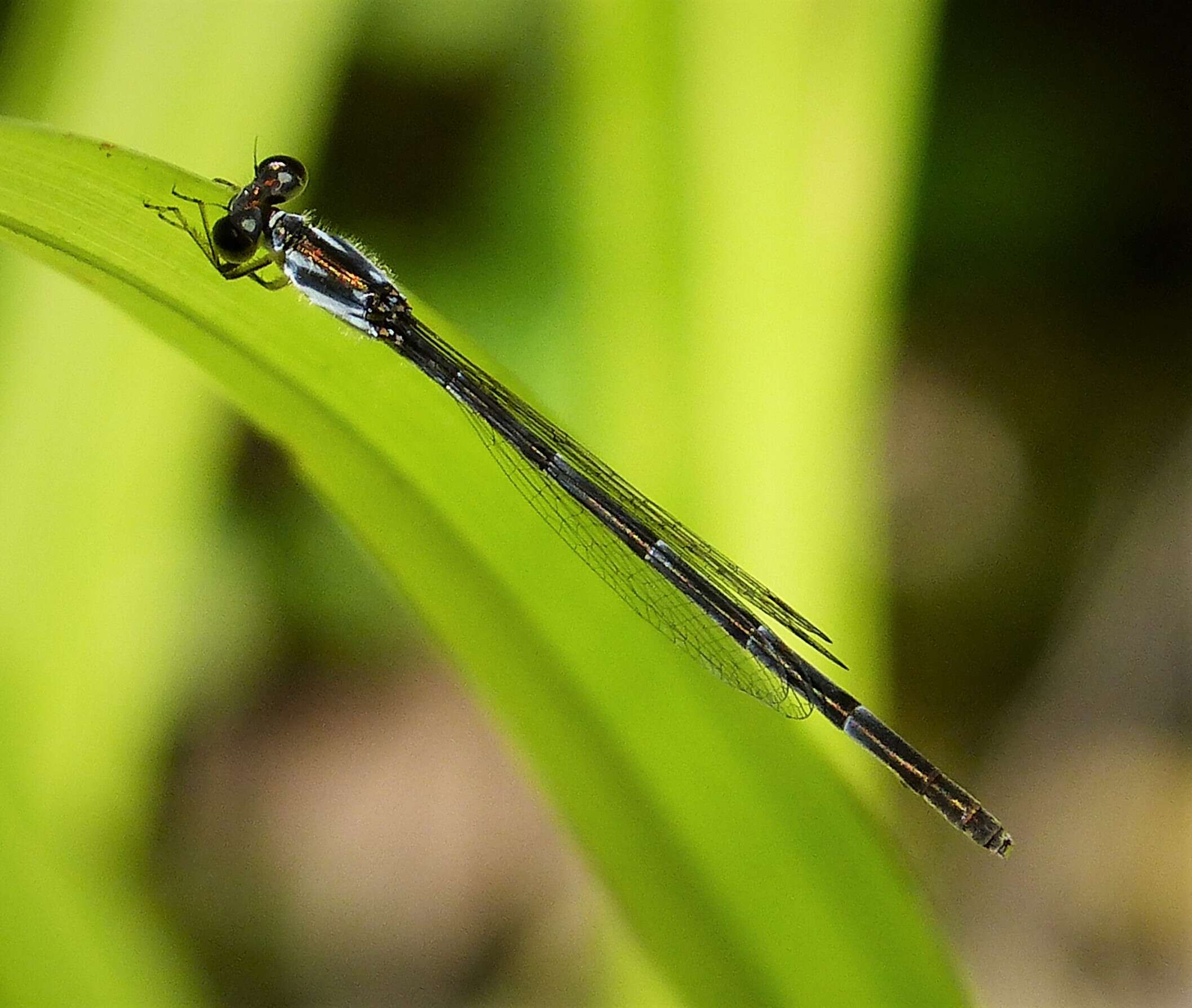 Image of Fragile Forktail