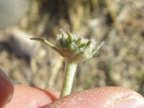 Image of desert marigold