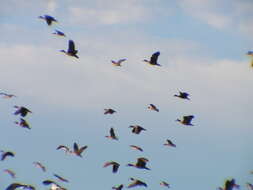 Image of Grass Whistling Duck