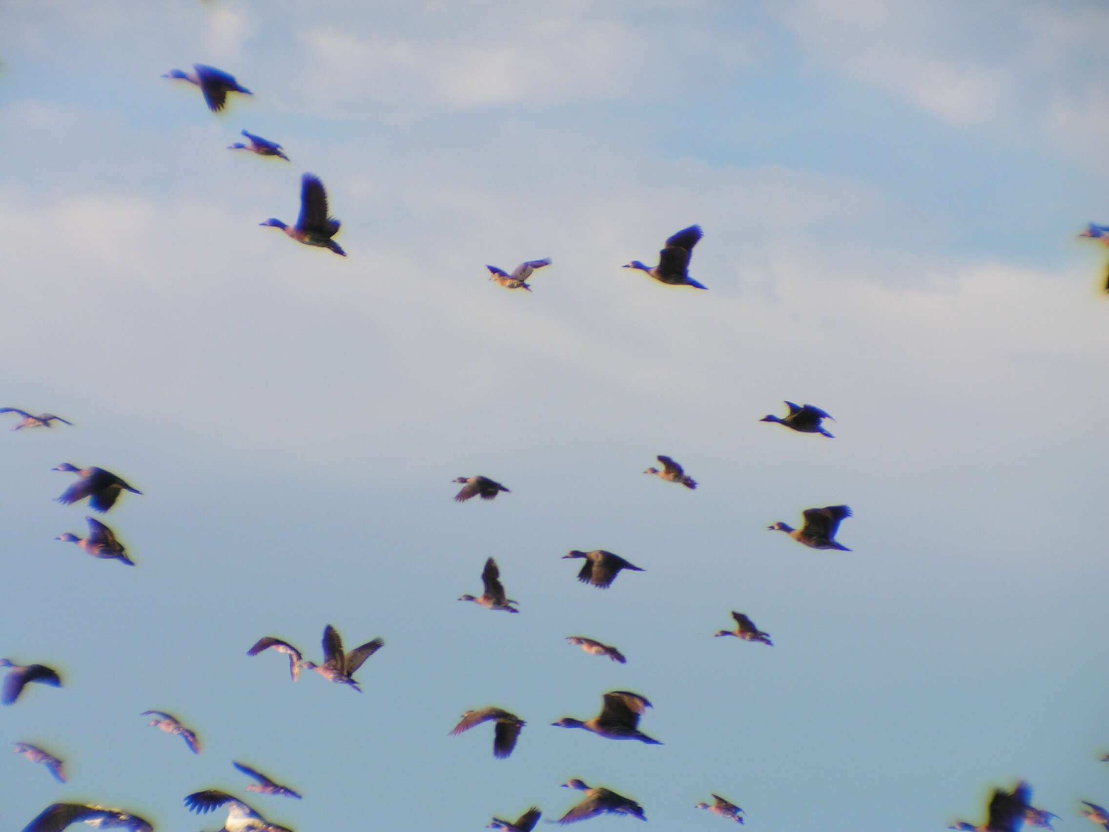 Image of Grass Whistling Duck