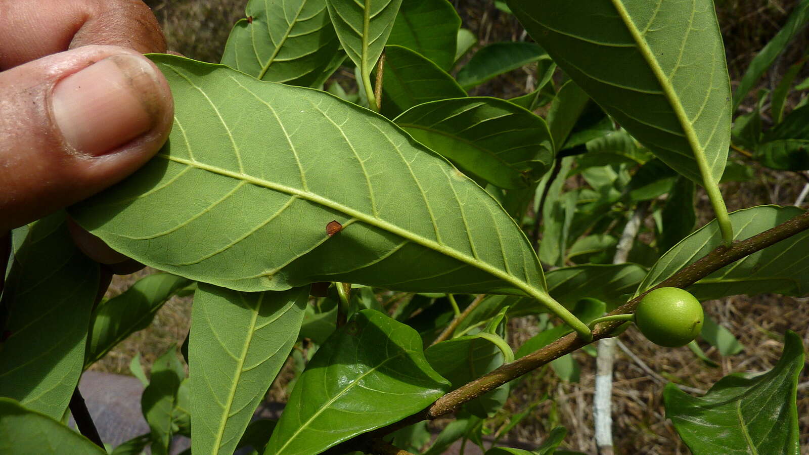 Image of Pouteria gardneri (Mart. & Eichler) Baehni