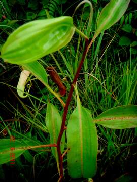 Image de Nepenthes gracilis Korth.