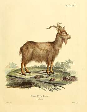 Image of goats