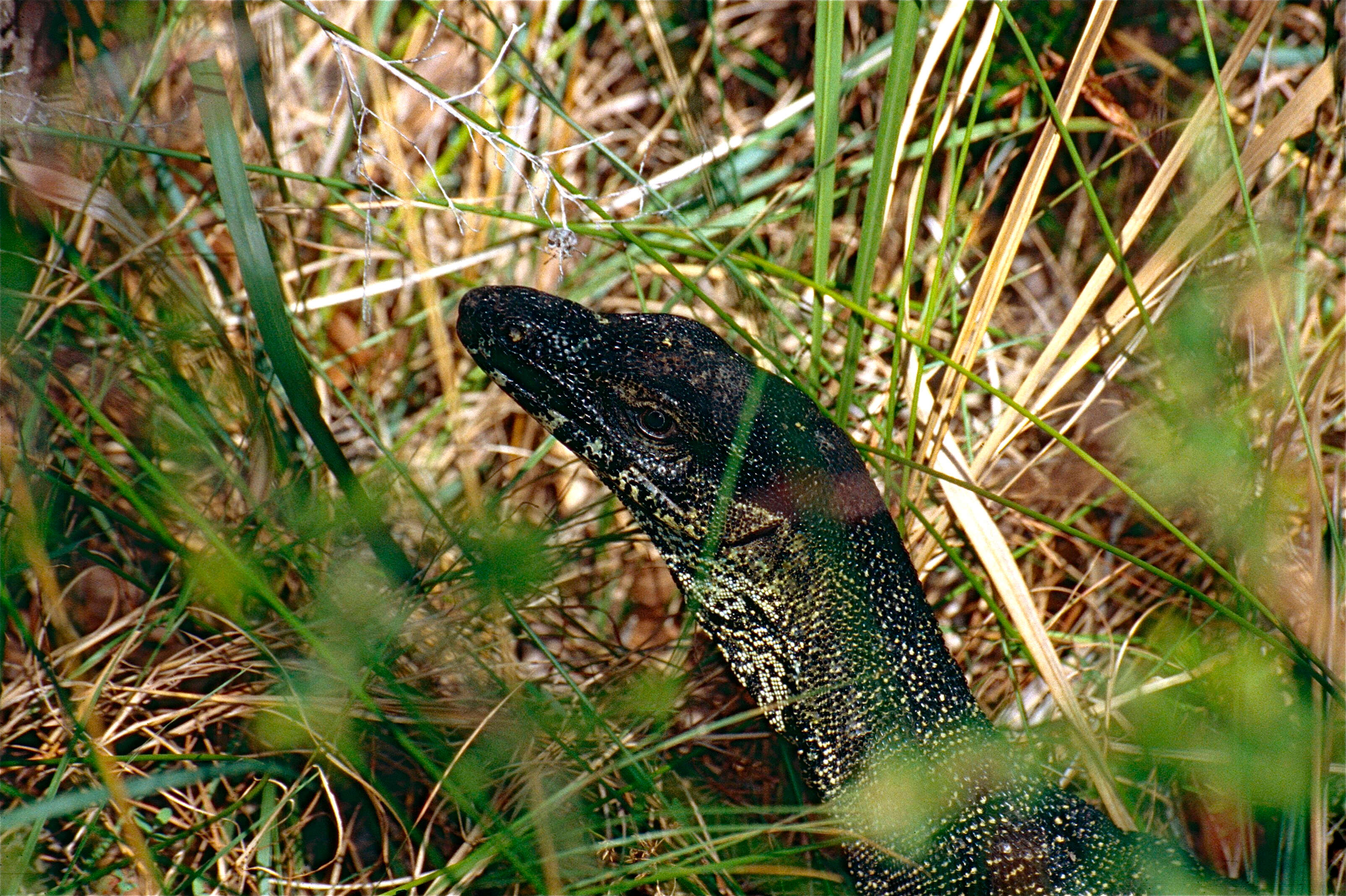 Image of monitor lizards