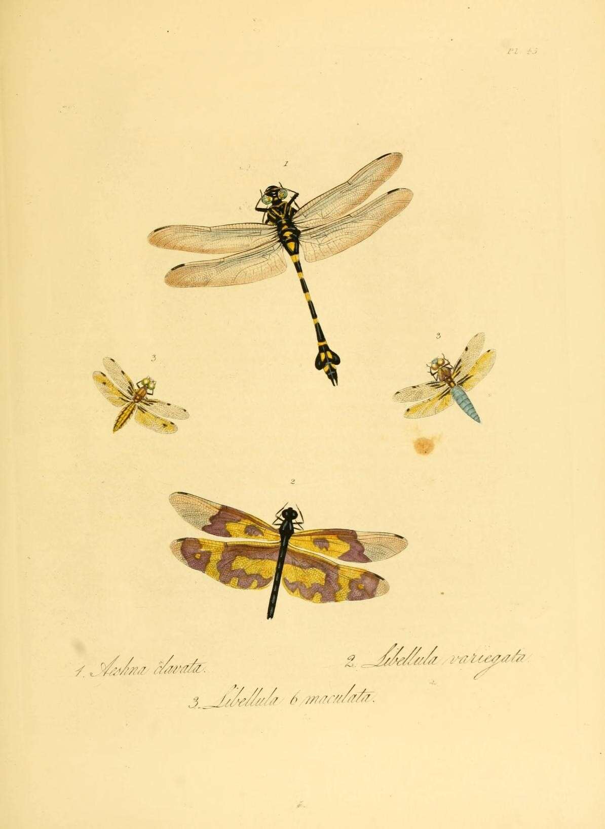 Image of Sinictinogomphus Fraser 1939