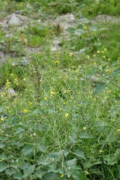 Image of Indian hedgemustard