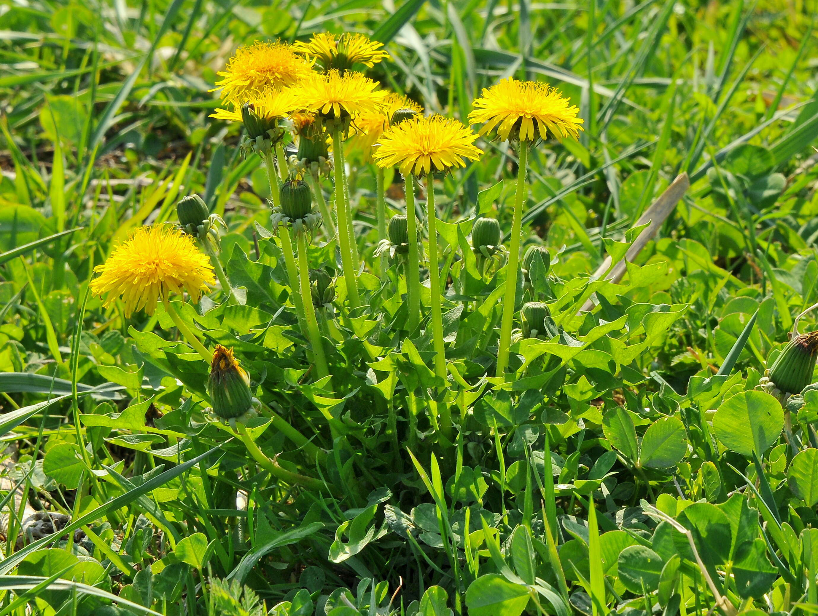 Image of dandelion