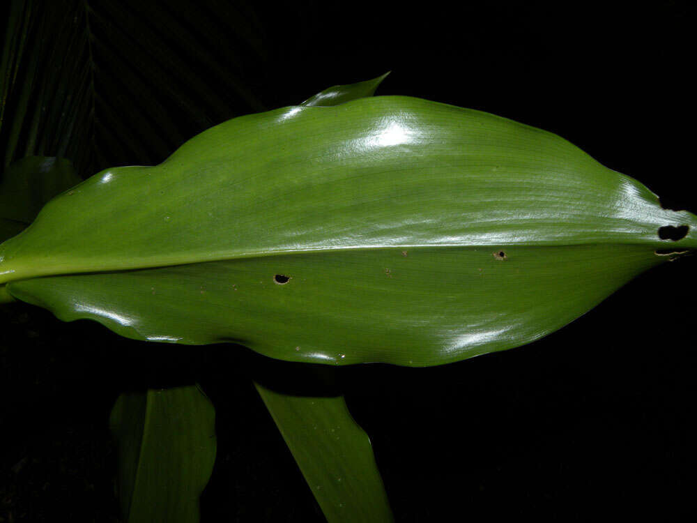 Image of Costus wilsonii Maas