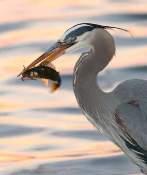 Image of Ardea herodias herodias Linnaeus 1758