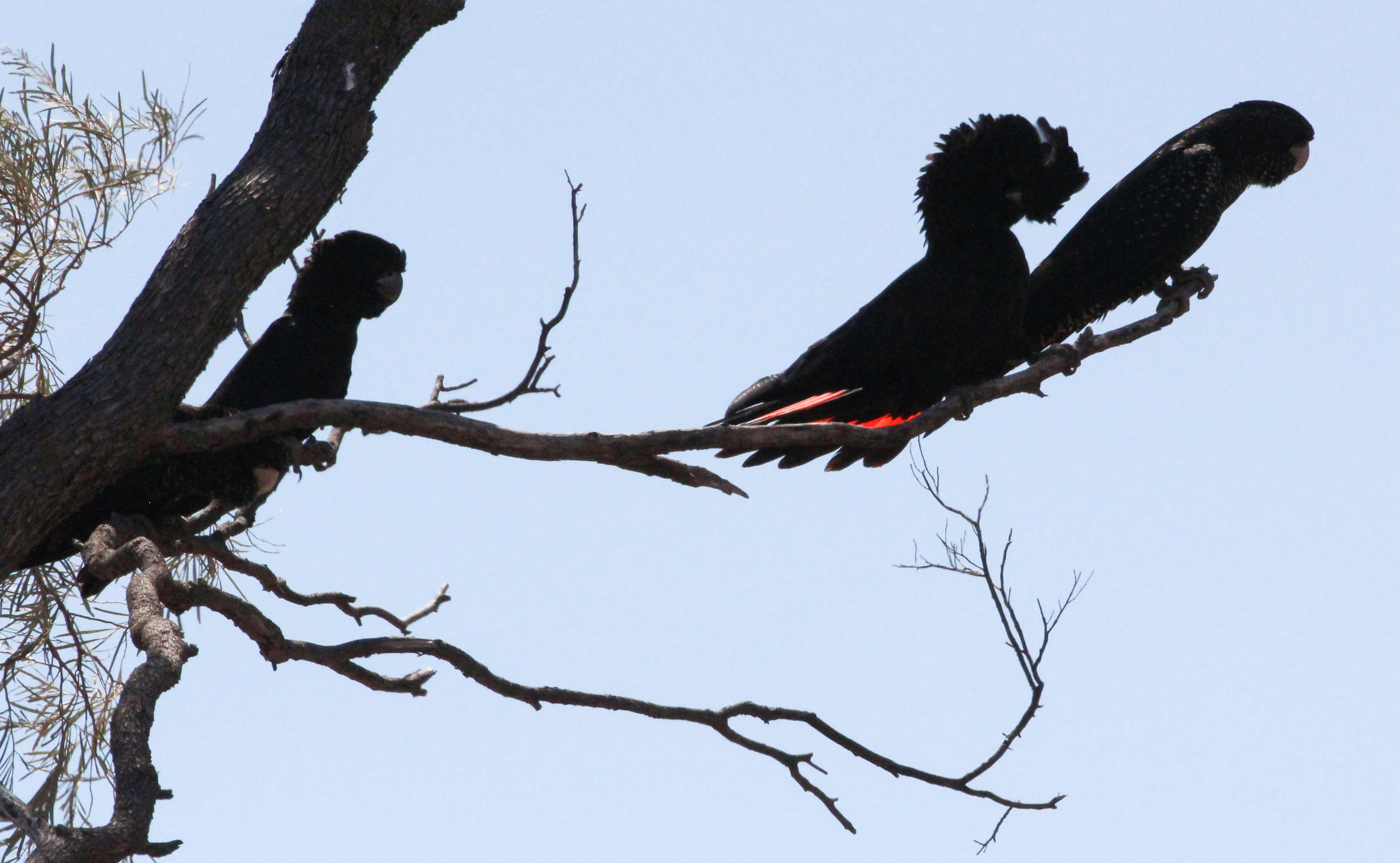 Image of Calyptorhynchus Desmarest 1826