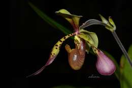 Слика од Paphiopedilum lowii (Lindl.) Stein