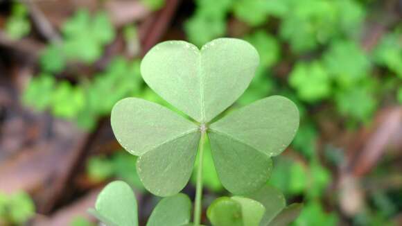 Image of crimson woodsorrel