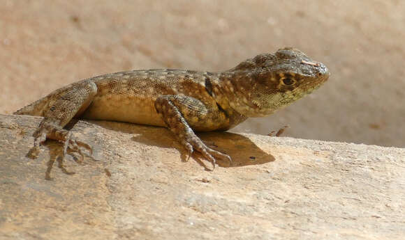 Image of Lava Lizards