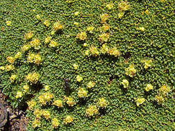 Image de Azorella compacta Phil.