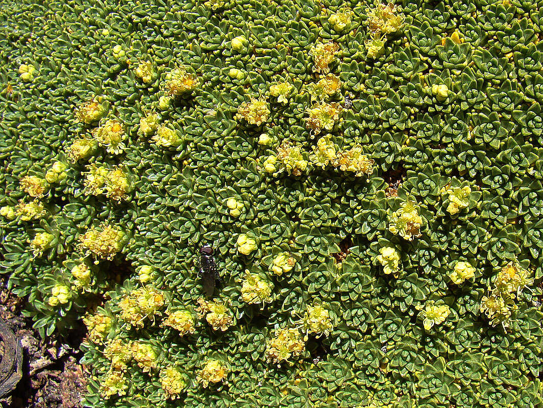 Image de Azorella compacta Phil.