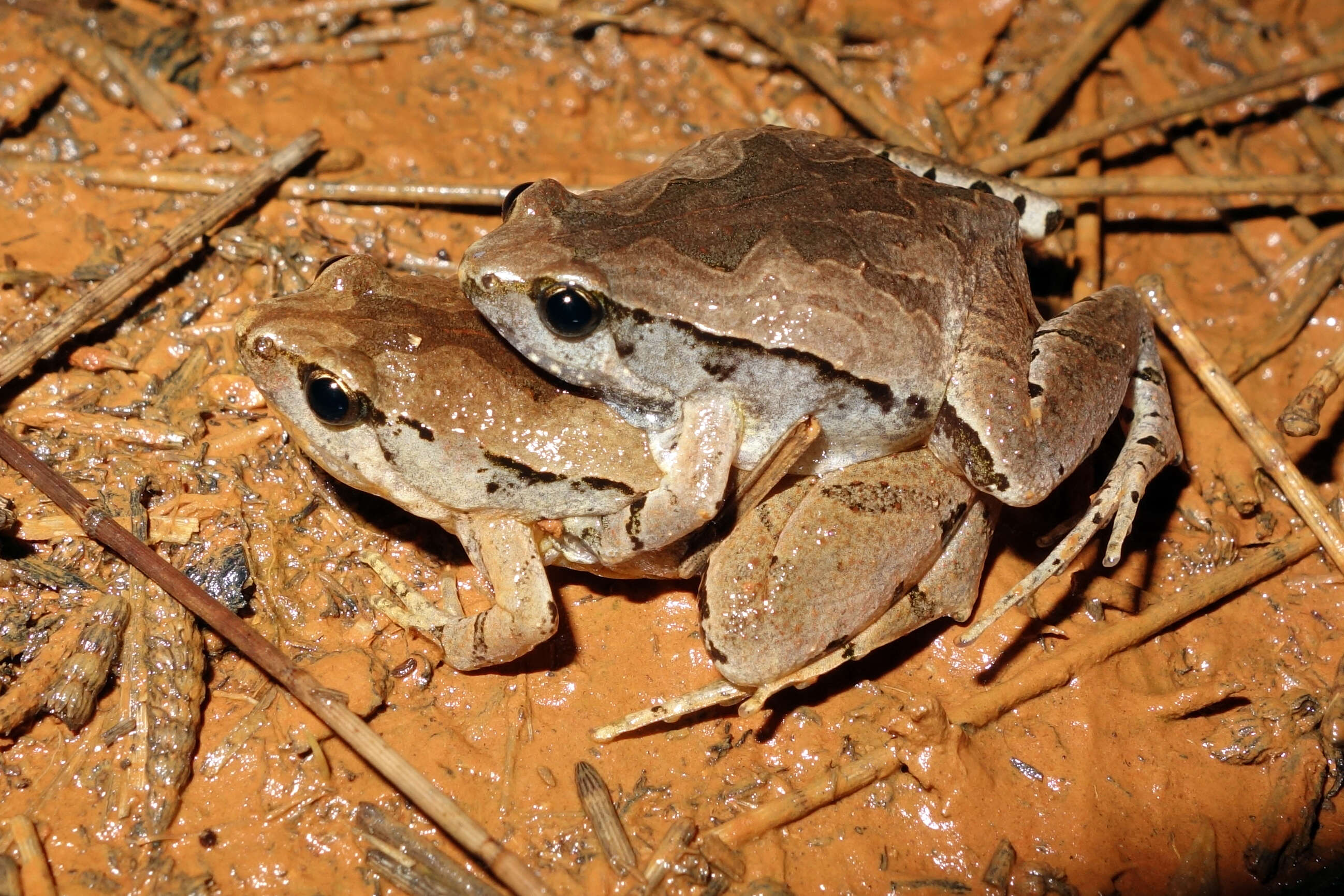 Image of rice frogs