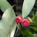 Image of Rhodoleia parvipetala Tong