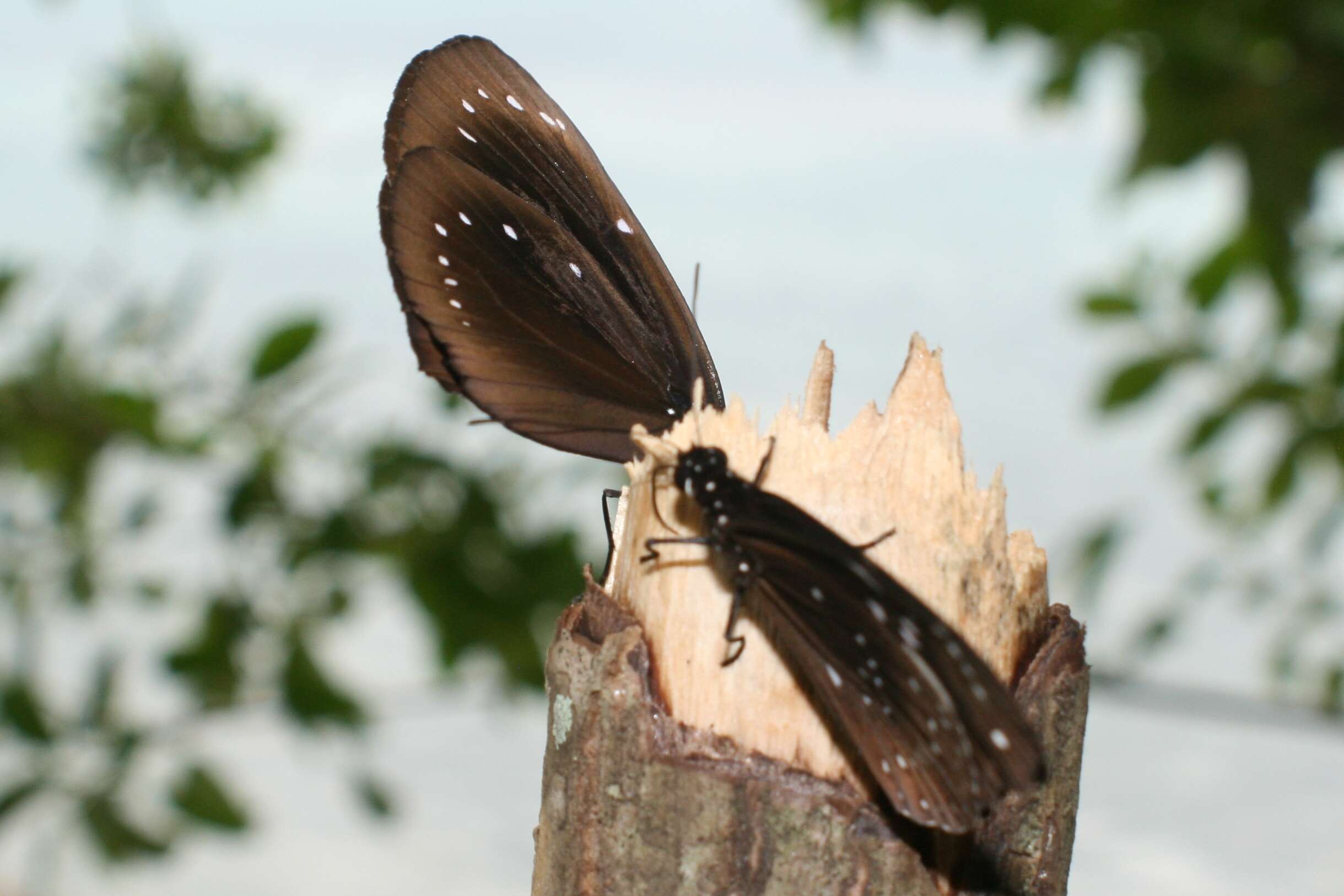 Image de Euploea