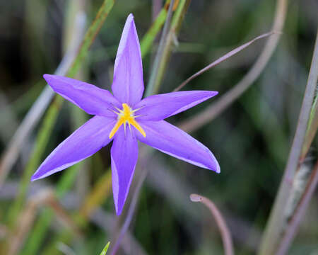 Imagem de Nemastylis floridana Small