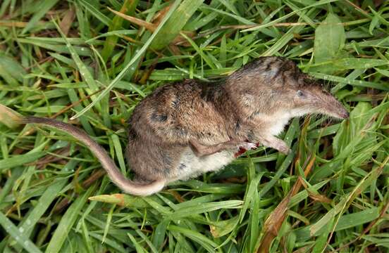 Image of pygmy shrew, lesser shrew