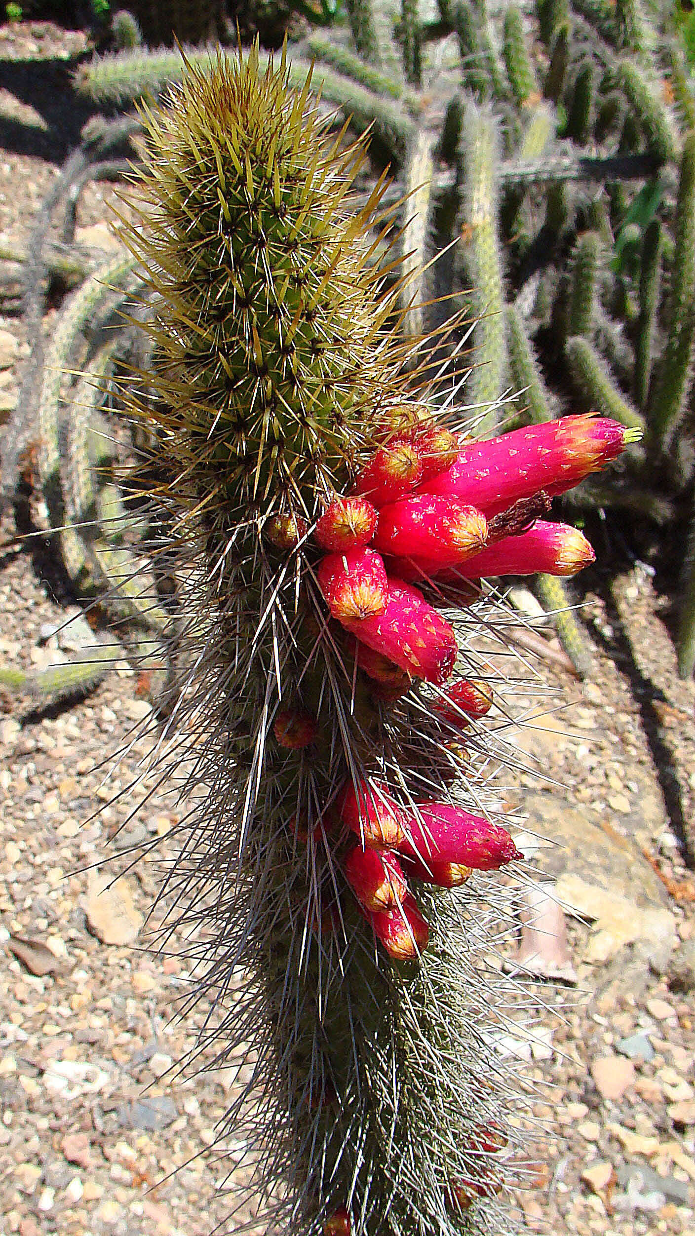 Image of Cleistocactus candelilla Cárdenas