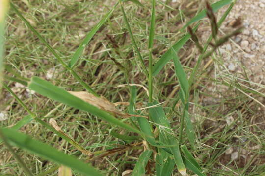 Imagem de Eriochloa acuminata (J. Presl) Kunth