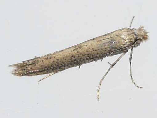 Image of Bedelliidae