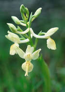 Image of Man Orchids