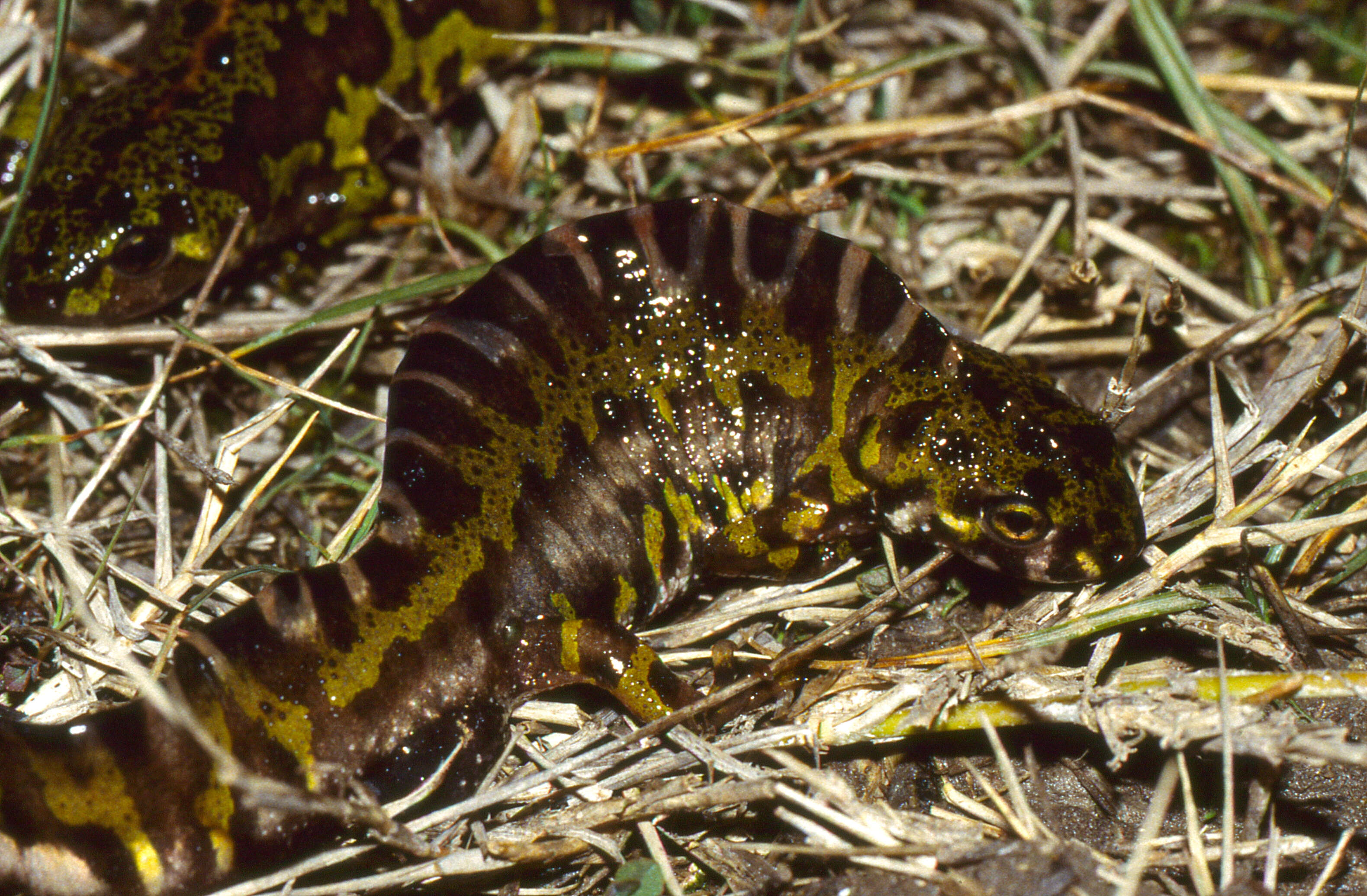 Image of Crested and marbled newts