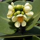 Image of Clusia obdeltifolia petasitifolia