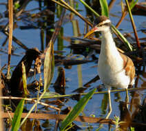 Image of Wattled Jacana