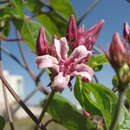 Image of Mexican swallow-wort