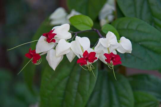 Слика од Clerodendrum thomsoniae Balf. fil.