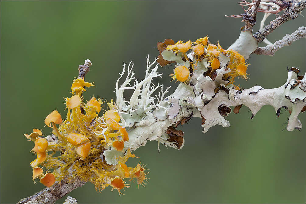 Image of teloschistes lichen